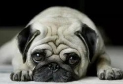 巴哥最新爆料事件